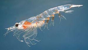 English: A Northern krill (Meganyctiphanes nor...