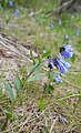 Mertensia longiflora