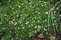 Moehringia muscosa