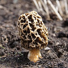 Morchella esculenta - DE - TH - 01.05.2013 - 01.JPG