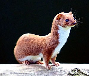 Least Weasel (Mustela nivalis) at the British ...