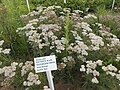 Nazobčani rman (Achillea distans W.etk.)