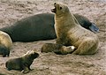 Un leone marino della Nuova Zelanda sta allattando sull'isola di Enderby, Nuova Zelanda.