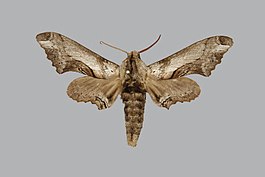 Oplerclanis boisduvali