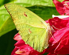 Description de l'image Orange-tipped Angled-sulphur (Anteos menippe), Tambopata.jpg.