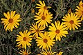 Osteospermum oppositifolium