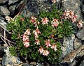 Flowers of Penstemon tracyi