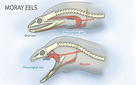 Moray eel jaw anatomy