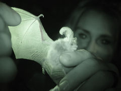 Photographie IR d'une chauve-souris Plecotus auritus : le réseau des vaisseaux sanguins apparaît dans la membrane alaire.