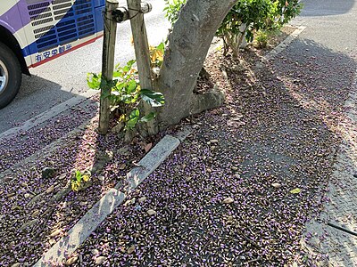 開花期には花や豆果が大量に道路へ落下