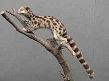 Prionodon pardicolor - Зоологический музей естественной истории Куньмина - DSC02486.JPG