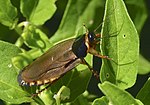 Miniatura para Pycnoscelus surinamensis