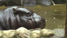 Файл: Pygmyhippopotamus-uenozoo2008.ogv