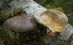 Rõngasservik Pleurotus calyptratus