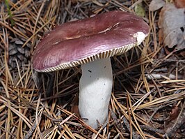 Broze russula