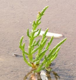 260px Salicornia europaea