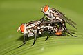 Fleischfliegen (Sarcophaga carnaria) bei der Paarung