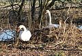 Höckerschwäne beim Nestbau