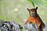 Sciurus granatensis - Weimar Meneses (6976842218) .jpg