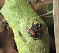 T. lapidator emerging from Papilio machaon pupa