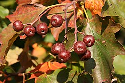 Берека (Sorbus torminalis)