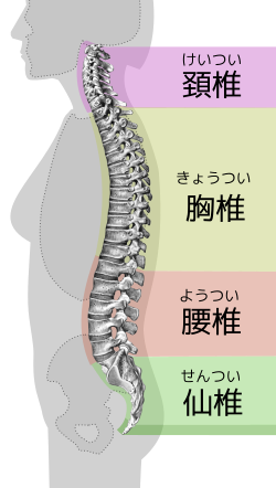 Spinal column curvature-jp.svg