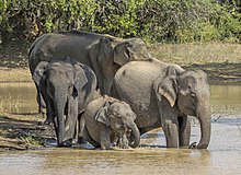 Sri Lankan elephant (Elephas maximus maximus) female and young 1.jpg