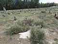 Laysanalbatrossungar blant tuver av Cenchrus ciliaris på Cargo Pier Sand Island på Hawaii.