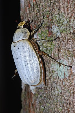 Lepidiota stigma