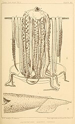 #30 (25/11?/1873) Line drawings taken from two photographs of the Logy Bay specimen (Verrill, 1880a:pl. 13). Note that the upper illustration is based on a slightly different frame to the preceding photo (as evidenced by the contrasting arrangement of arm tips on the lower left, which are closer to those seen in this version).