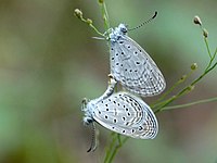 ചിന്നപ്പുൽ നീലി