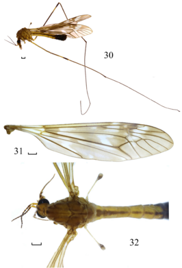 Tipula (Vestiplex) zayulensis