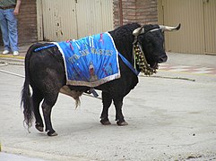 Toro engalanado en San Marcos.