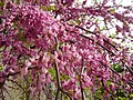 14 / Cercis siliquastrum