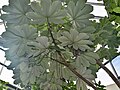 Щитовидные листья Cecropia peltata