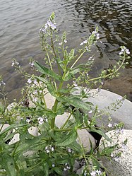 河川の水辺に生育し、ときに群落をつくる。