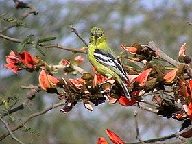 Aegithina nigrolutea