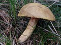 Boletus ferrugineus