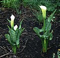 Zantedeschia albomaculata