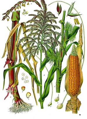 Zea mays - Köhler–s Medizinal-Pflanzen-283.jpg