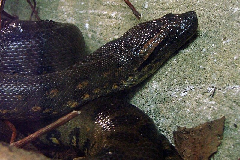 Anaconda Head Closeup