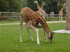 Au Parc Zoologique de Paris.