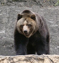 エゾヒグマ (Ursus arctos yesoensis) 多摩動物公園（2009年3月）