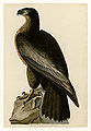 11. Bird of Washington