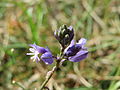 Polygala vulgaris