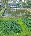 A Retention pond guarded by concrete wall and surrounded by Taro plants in an urban area A pond image.jpg