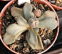 Aloinopsis rosulata