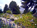Alpengarten auf dem Schachen bei Garmisch-Partenkirchen