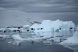 Antarctic Shags flying by an iceberg (6058731307).jpg