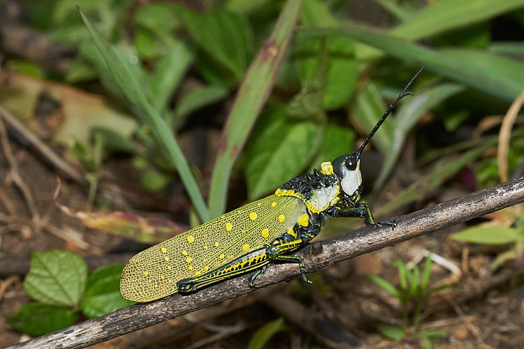 Aularches miliaris[англ.] в национальном парке Сайлент-Вэлли (Индия)